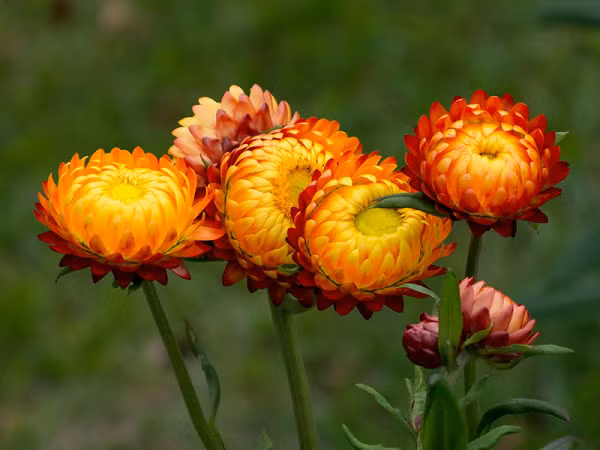 Đóa hoa bất tử mỏng manh còn được gọi là hoa cúc bất tuyệt.