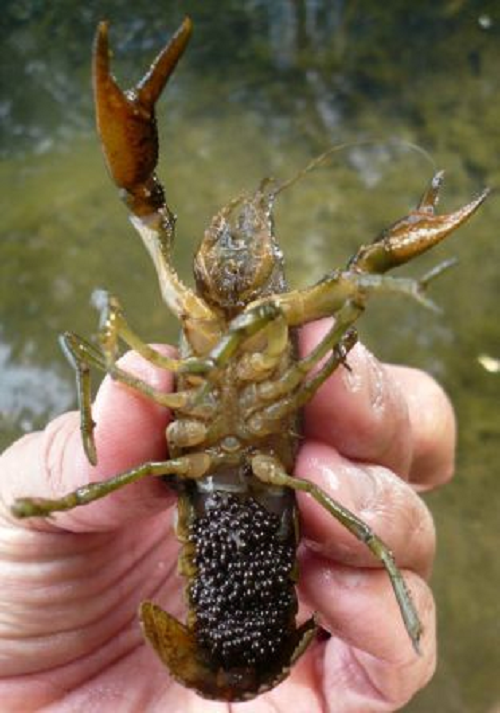 Đến năm 2003, các nhà khoa học mới xác nhận loài tôm có khả năng tự nhân bản. Và vào thời điểm đó, loài giáp xác không còn chỉ là một loài động vật thủy sinh nữa mà nó đã bắt đầu hành trình 'thống trị thế giới'.