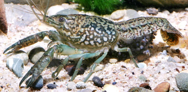 Loài sinh vật đột biến này chưa từng tồn tại trên thế giới cách đây 25 năm nhưng đến nay nó trở thành loài tôm nước ngọt xâm lấn nhiều nhất thế giới vì khả năng tự nhân bản đáng nể.