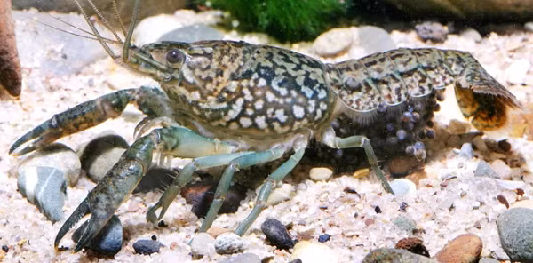 Loài sinh vật đột biến này chưa từng tồn tại trên thế giới cách đây 25 năm nhưng đến nay nó trở thành loài tôm nước ngọt xâm lấn nhiều nhất thế giới vì khả năng tự nhân bản đáng nể.