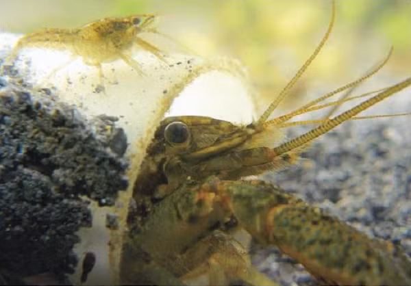 Tế bào sinh dục tạo ra một con tôm càng cái hoàn chỉnh không có bất kỳ bất thường hay dị dạng nào, và sau này sinh ra ba con non có cùng nhiễm sắc thể. Chúng trưởng thành, phát triển khả năng đẻ trứng và thụ tinh cùng lúc.