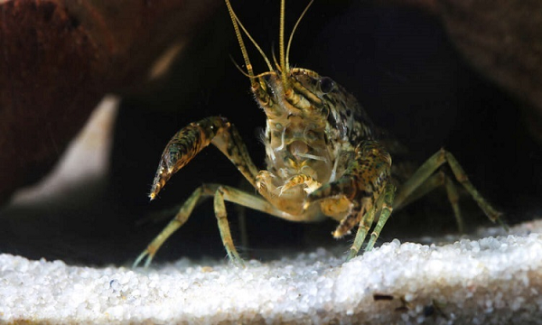 Sau đó, khi tôm càng cẩm thạch xuất hiện nhiều trong các cửa hàng vật nuôi, những người chơi cá cảnh nhận ra một điều đặc biệt... Tất cả các mẫu tôm càng cẩm thạch đang tồn tại đều là cá thể cái, không cần bạn đời nhưng vẫn đẻ ra được số lượng trứng vô cùng lớn.