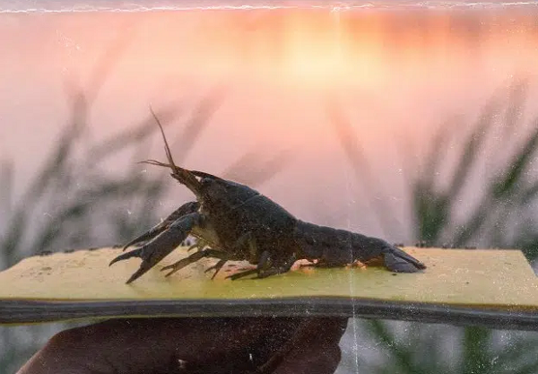 Ngoài khả năng nhân bản đáng kinh ngạc, tôm càng cẩm thạch còn rất thích nghi và có thể phát triển mạnh trong môi trường hoang dã. Chúng thậm chí có thể đi bộ hàng trăm mét đến các hồ nước, suối khác, lan rộng ở mức báo động.