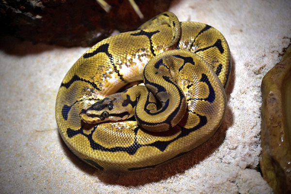 Trăn hoang dã thường sống được 10 năm, trong khi trăn nuôi sống 20 - 30 năm.