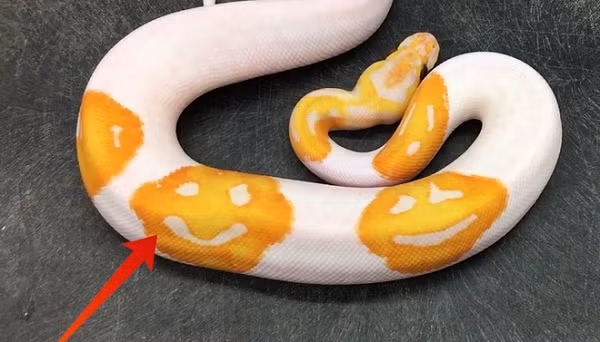 Một con trăn hoàng gia đặc biệt chào đời tại cơ sở gây giống của Justin Kobylka ở Georgia. Justin Kobylka - người đã nuôi trăn trong gần hai thập kỷ, đã cố gắng lai tạo để cho ra một loài trăn có sự kết hợp giữa màu vàng và trắng.