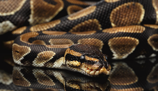 Khi nhiệt độ xuống dưới 24°C, chúng sẽ giảm dần hoạt động. Lúc này chúng sẽ rất yếu và dễ chết.