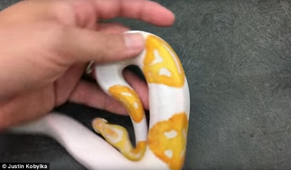 Vì mức độ khó tìm như vậy, con trăn trên hiện đã được Kobylka chào mua với giá 6.000 USD.