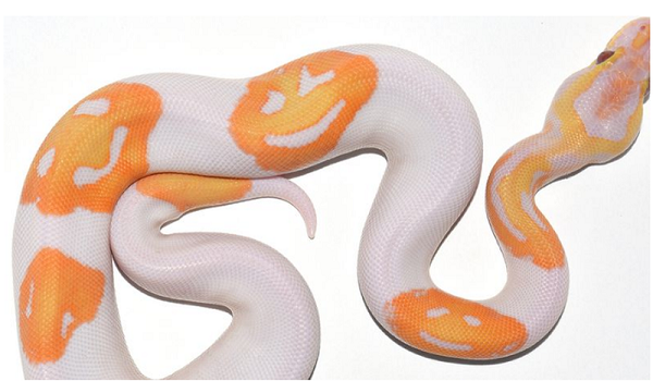 Nhưng rất bất ngờ, con trăn của ông không những có hai màu sắc trên mà còn có ba hoa văn trông giống như khuôn mặt đang cười trên người của nó.