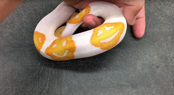 Kobylka cho biết cứ 20 con trăn thì sẽ có một con có hình mặt cười tuy nhiên, trong 19 năm nuôi trăn của mình, ông chưa từng nhìn thấy một con trăn nào có đến ba nụ cười như vậy.