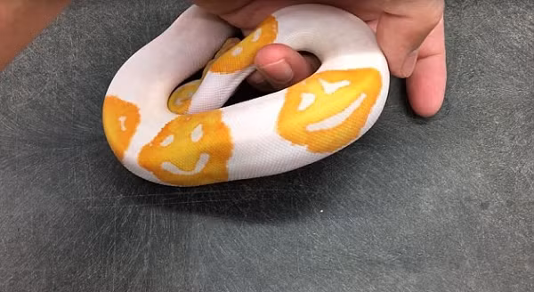 Kobylka cho biết cứ 20 con trăn thì sẽ có một con có hình mặt cười tuy nhiên, trong 19 năm nuôi trăn của mình, ông chưa từng nhìn thấy một con trăn nào có đến ba nụ cười như vậy.