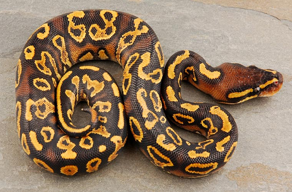 Trăn hoàng gia là loài nhỏ nhất trong số các loài trăn ở châu Phi. Khi trưởng thành chúng dài khoảng 1m, lớn nhất có thể dài tới 1,5-1,8m. Tương tự như các loài trăn hoặc rắn khác, trăn hoàng gia vẫn có dấu vết của chi sau. Bộ phận này nằm ở 2 bên hậu môn, ở giống đực dài hơn giống cái.