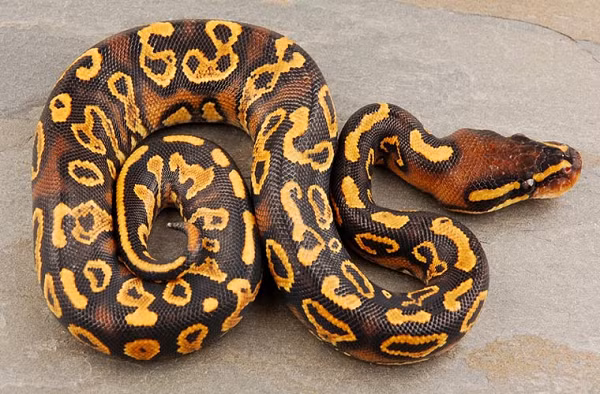 Trăn hoàng gia là loài nhỏ nhất trong số các loài trăn ở châu Phi. Khi trưởng thành chúng dài khoảng 1m, lớn nhất có thể dài tới 1,5-1,8m. Tương tự như các loài trăn hoặc rắn khác, trăn hoàng gia vẫn có dấu vết của chi sau. Bộ phận này nằm ở 2 bên hậu môn, ở giống đực dài hơn giống cái.