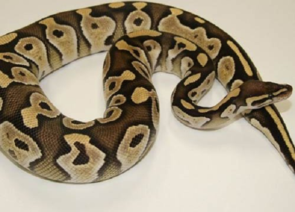 Trăn hoàng gia đẻ trứng, mùa sinh sản của chúng rơi vào mùa hè. Mỗi lần sinh sản, trăn cái đẻ 4-10 trứng. Đa phần trăn mẹ sẽ ở trong ổ để canh giữ trứng. Thời gian ấp trứng không quá 60 ngày.