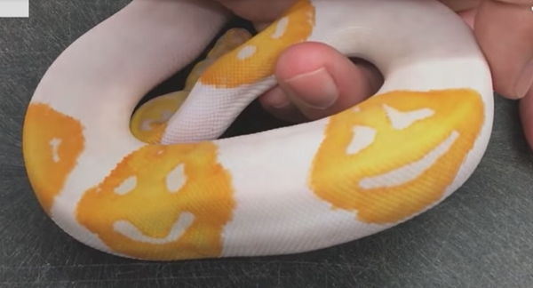 Những trường hợp như thế này xuất phát từ đột biến lặn, vốn có thể xảy ra tự nhiên nhưng rất hiếm.