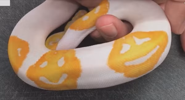 Những trường hợp như thế này xuất phát từ đột biến lặn, vốn có thể xảy ra tự nhiên nhưng rất hiếm.