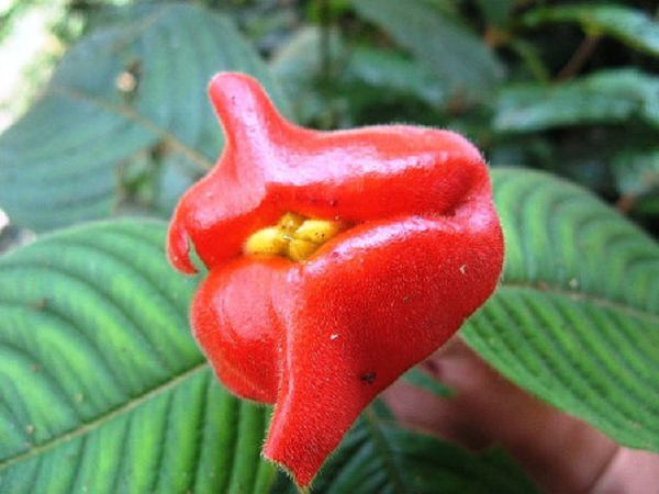 Nó hiện được trồng tại Vườn bướm ở Manuel Antonio, Costa Rica.