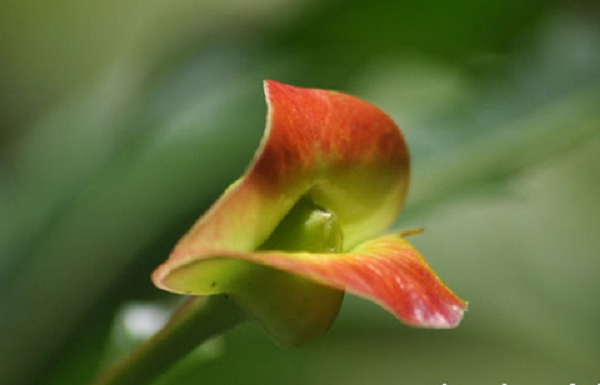 Loài hoa này thu hút được rất nhiều động vật đến thụ phấn, trong đó có loài bướm và chim ruồi.