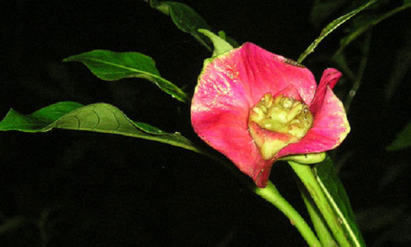 Chúng thường sinh sống ở các khu rừng nhiệt đới thuộc các quốc gia Trung và Nam Mỹ.