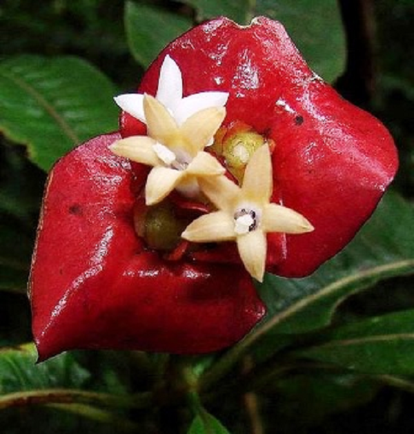 Đôi cánh của loài hoa này thường nở xòe ra khoe sắc rực rỡ và đặc biệt nó có hình dạng rất giống môi người.