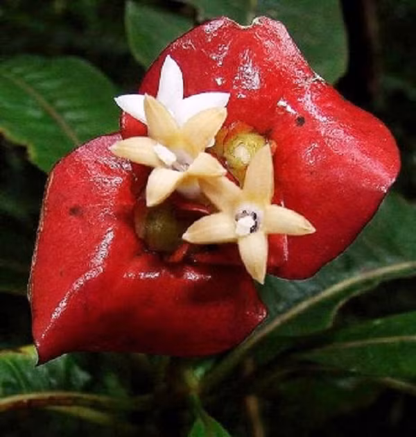 Đôi cánh của loài hoa này thường nở xòe ra khoe sắc rực rỡ và đặc biệt nó có hình dạng rất giống môi người.