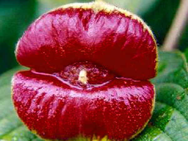 Màu sắc và mùi hương của nó nhằm mục đích thu hút các loài động vật khác đến để thụ phấn, thường là chim ruồi hoặc các loại côn trùng như ong, bướm…