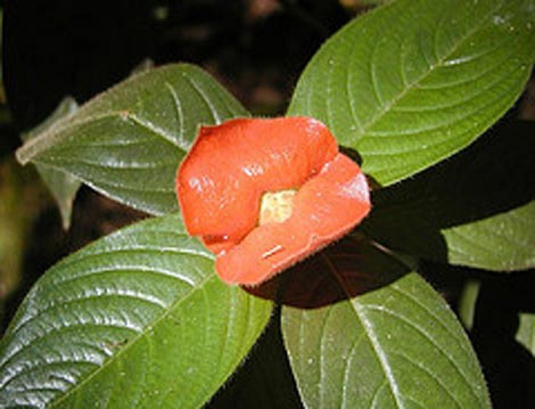 Giống như mọi bông hoa khác, hoa của loài cây Psychotria Elata cũng tiến hóa để thu hút sự chú ý của những con vật thụ phấn như ong, bướm, chim ruồi.