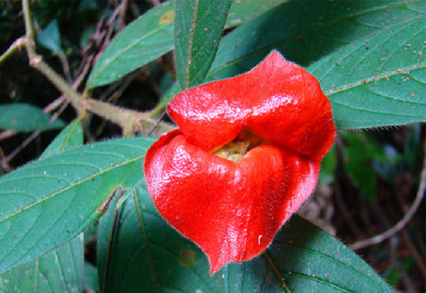 Đây cũng là cây mà loài tằm vàng Xlophanes adalia rất thích làm tổ.