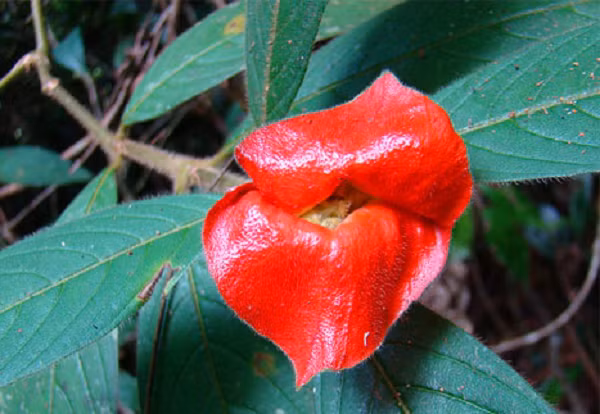 Đây cũng là cây mà loài tằm vàng Xlophanes adalia rất thích làm tổ.