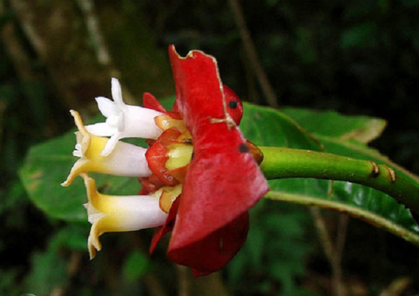 Các nhà khoa học thống kê được 117 loài thuộc giống Psychotria tại Costa Rica.