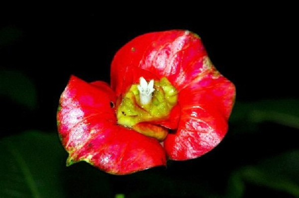 Loài hoa này đặc trưng với màu đỏ bắt mắt.