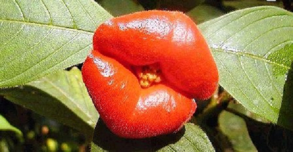 Người ta còn một cách gần gũi của loài hoa Psychotria elata là “Hooker’s Lips” (tạm dịch: Đôi môi gái gọi).