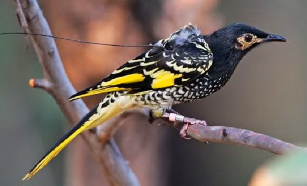 Nhưng đến ngày nay loài này đang ở mức cực kỳ nguy cấp, chỉ còn 300 con được cho là còn tồn tại trên toàn thế giới do quên tiếng hót giao phối.