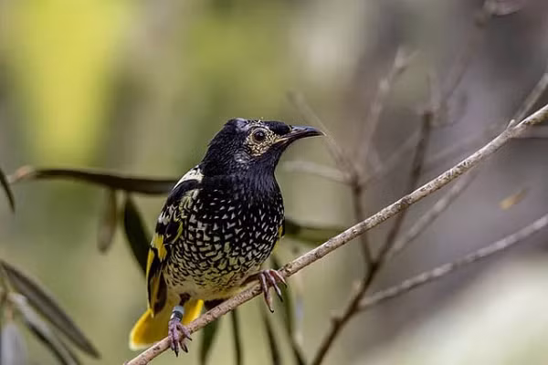 Loai chim doi mat nguy co tuyet chung vi... quen cach hot giao phoi