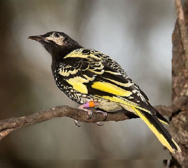 Rất nhiều bằng chứng cho thấy, những con chim nhiếp chính đã quên cách hót của chính mình, điều này có thể đẩy toàn bộ loài này tới nguy cơ tuyệt chủng.