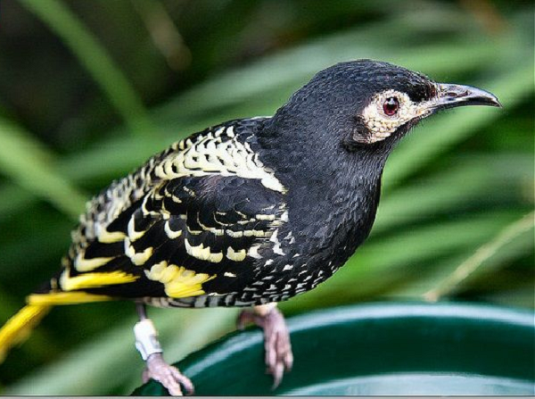 Các nhà nghiên cứu bắt đầu nhận thấy sự phức tạp trong tiếng hót giao phối của chúng giảm dần đến mức những con chim nhiếp chính đực thậm chí không còn kêu giống loài của chúng nữa.