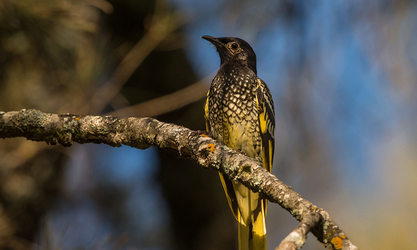 Những con chim nhiếp chính còn non học các kiểu hót từ các thành viên trưởng thành trong giống loài của mình, giống như cách con người học nói.