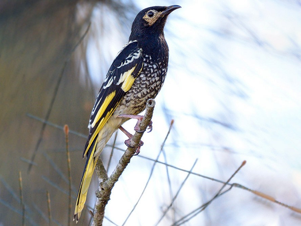 Tuy nhiên, Tiến sĩ Ross Crates, nhà sinh thái học, tác giả của nghiên cứu lại cho rằng: "Những con chim tội nghiệp không có cơ hội để học những gì chúng nên hót".