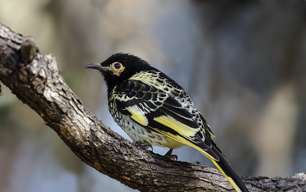 Chim nhiếp chính non học các kiểu hót khi chúng rời tổ. Nhưng bởi vì đồng loại còn lại rất ít, chúng không thể nghe thấy các loài chim khác cùng loài trong tự nhiên.