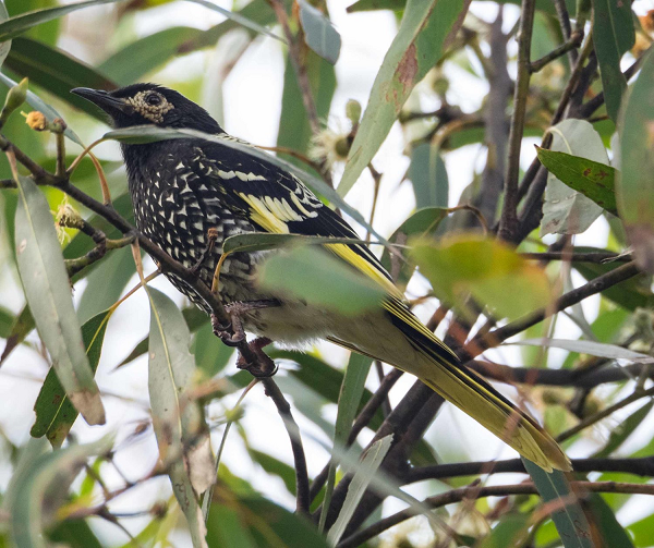 Đương nhiên, kiểu hót "học lỏm" được không phải những kiểu hót mà chim nhiếp chính cái muốn nghe, vì vậy cơ hội tìm được bạn đời của chúng rất mong manh.