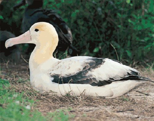 Cuối cùng những con chim sót lại cũng chết dần chết mòn ngay sau đó. Thảm họa này khiến các nhà khoa học vô cùng ám ảnh và quyết tâm tìm bằng được nguyên nhân đằng sau.