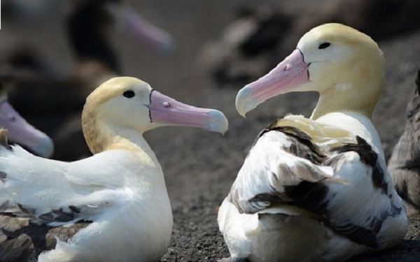Việc tìm thấy đá bọt trong dạ dày của những con chim hải âu cho thấy chúng đã đói đến nỗi lầm tưởng đá bọt là thức ăn.