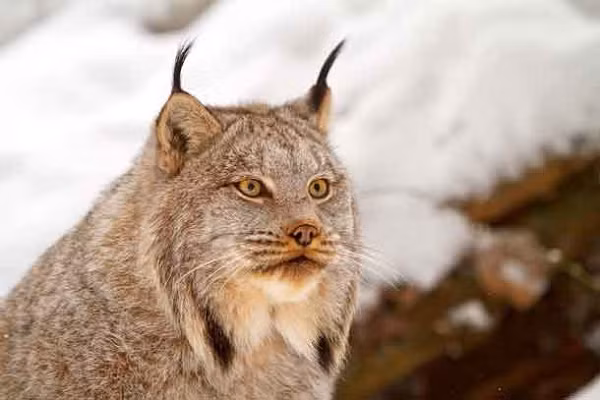 Điều thú vị là con linh miêu này dường như không hề sợ hãi con người, hay nói cách khác, nó không quan tâm đến sự xuất hiện của loài người.