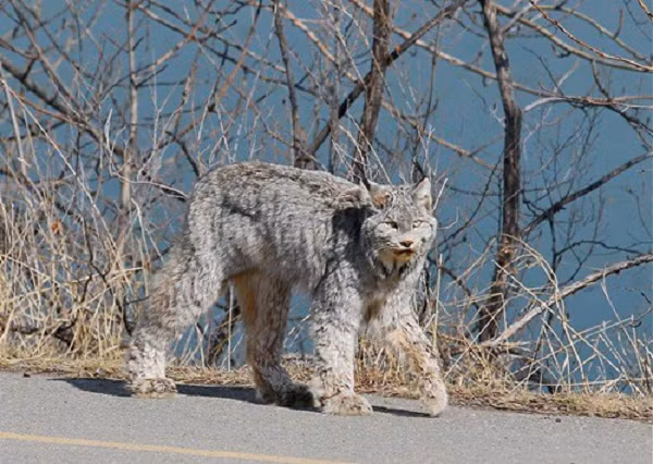 Cô Allison Burton sống tại Kamloops, Canada vô tình nhìn thấy một "chú chó" lạ đi dạo trên đường khi đang làm việc tại nhà.