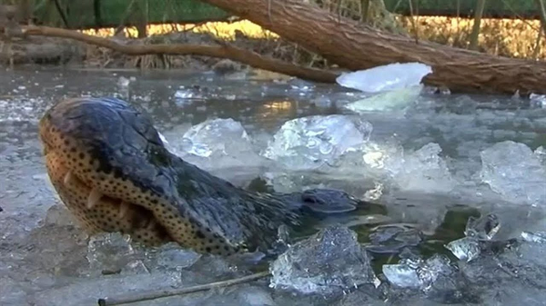 Cá sấu sinh sống mạnh trên các vùng đầm lầy, sông nước nhiệt đới ở châu Phi, châu Á, châu Mỹ và châu Đại Dương. Hiện có 14 loài cá sấu khác nhau với đủ mọi kích cỡ và đặc tính tồn tại trên trái đất, từ cá sấu lùn nhỏ tới loài cá sấu nước mặn to lớn.