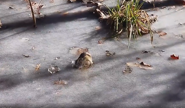 Quản lý tại công viên, cho biết cá sấu đang sử dụng một biện pháp tương tự ngủ đông gọi là brumation. Dù trông như đã chết trong các bức ảnh, thực tế những con cá sấu vẫn sống sót.