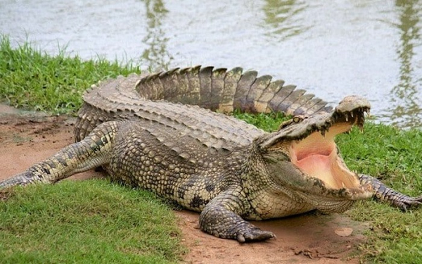 Thức ăn của cá sấu nói chung là những loài sống trên mặt đất và ở dưới nước. Chúng có thể ăn cá, chim, động vật có vú hay thậm chí là con cá sấu nhỏ hơn nếu có cơ hội. Đối với những động vật sống trên mặt đất, cá sấu sẽ tìm cơ hội tấn công khi chúng tới uống nước sát mép sông.