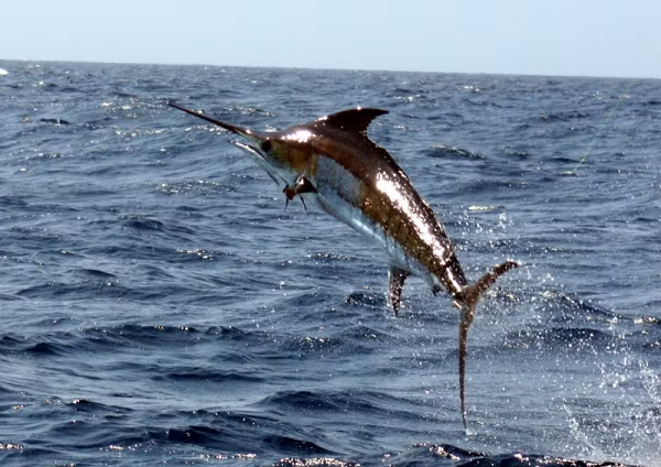 Cá cờ biển có mặt ở hầu hết các vùng biển, sống gần bờ xung quanh các đảo và rạn san hô nên đánh bắt không quá khó. Ở nước ta, cá cờ biển có nhiều ở miền Trung.