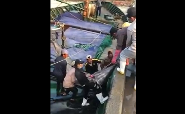 Được biết, hiện con cá cờ “khủng” đã được thương lái trả giá tới giá 40 triệu đồng trước sự trầm trồ của mọi người.