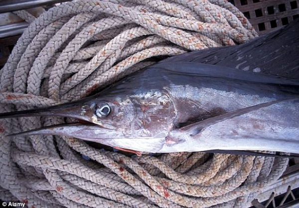 Cá cờ biển được đánh giá là loại cá biển cao cấp, thịt không có vị tanh, cảm giác mà thịt cá cờ đem lại cho người thưởng thức gần như giống ăn thịt gà.