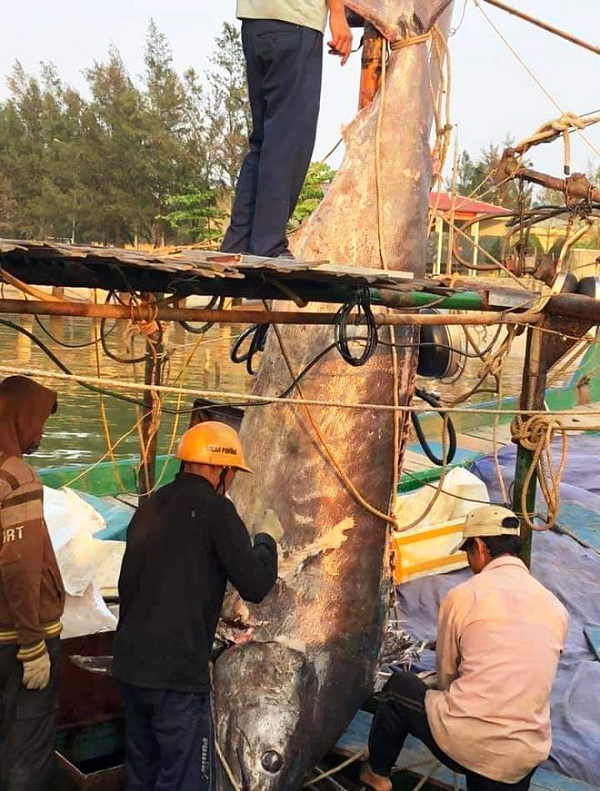 Trước đó, ông Thủy cùng 5 thuyền viên ra khơi đánh bắt cá ở vùng biển cách đảo Cồn Cỏ về phía Đông khoảng 40 hải lý.